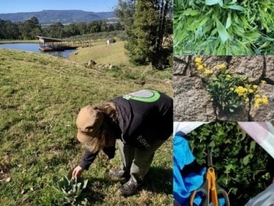 Spring Foraging Weekend Sessions