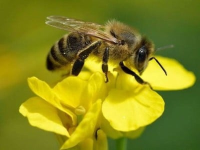 Beekeeping Workshop