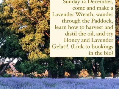 Lavender Festival