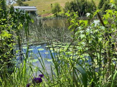 Willow Springs Farm – The Lilypad