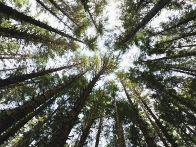 From the Forest Festival