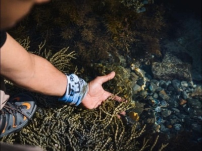 Seaweed Identification Workshop & Cultural Walk