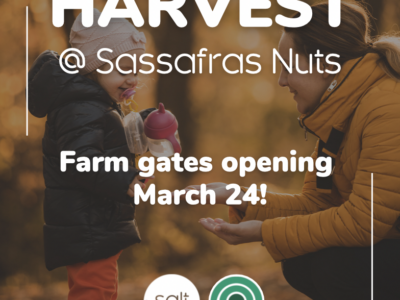 Sassafras Nuts Chestnut season, come and harvest