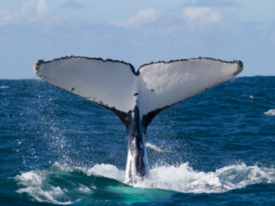 Enjoy spring on the NSW South Coast