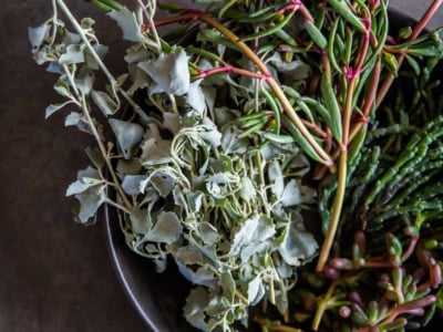 Coastal Forage