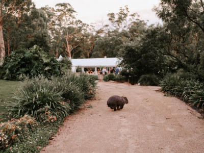 The Wildwood Wallaby and Wombat Wine Mixer (Charity Event)