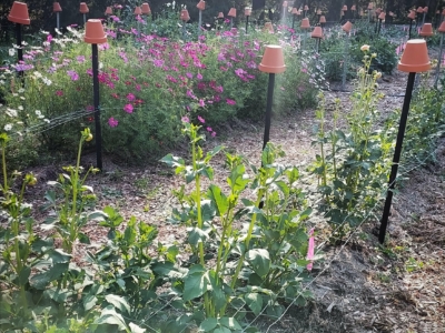 Dahlia Harvest in Jamberoo