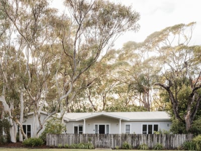 Scribbly Gums Berrara