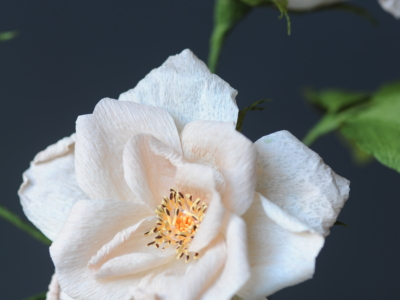CREPE PAPER ROSE AND FOLIAGE WORKSHOP WITH TRIXIE PRIMROSE
