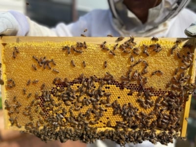 Advanced Beekeeping Workshop
